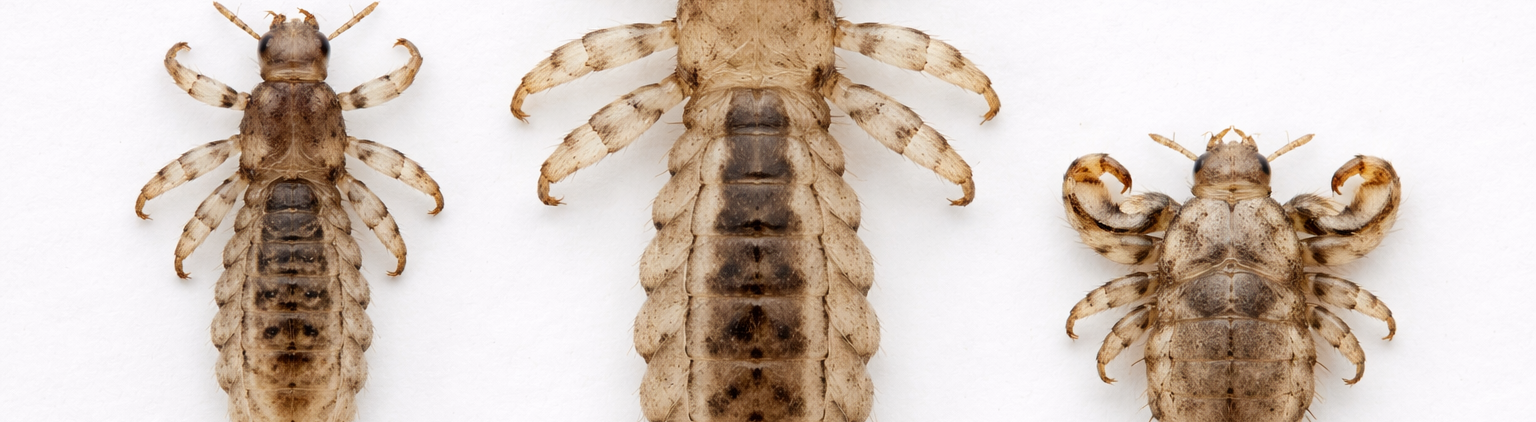 Poux de tête, poux du corps et poux du pubis