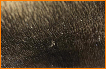 Qui peut avoir des poux